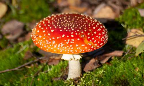 Amanita Mushroom Forest Autumn Red Hat Seasonal