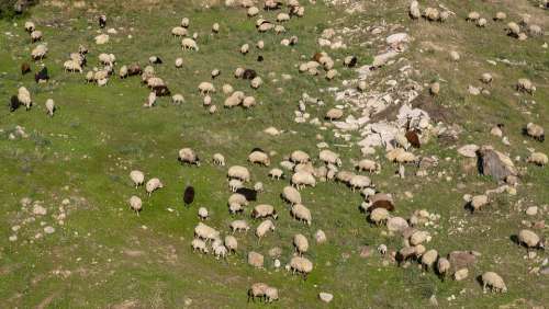 Herd Sheep Shepherd Cattle Meadow Wool Animals