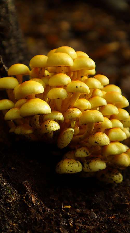 Mushrooms Forest Nature Autumn Toxic Moss