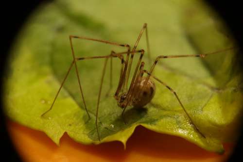 Arachnid Spider Insect Nature Garden