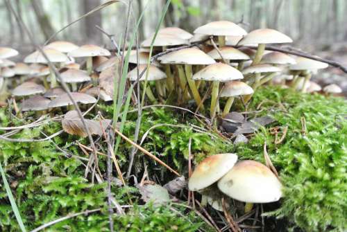 Forest Nature Autumn Landscape Mushrooms