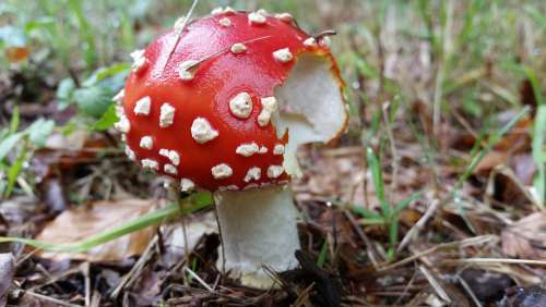 Autumn Fly Agaric Forest Mushroom Toxic Nature