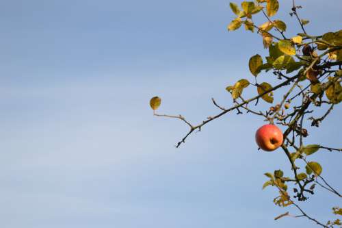 Apple Fall Tree Fruit Orchard Harvest Nature