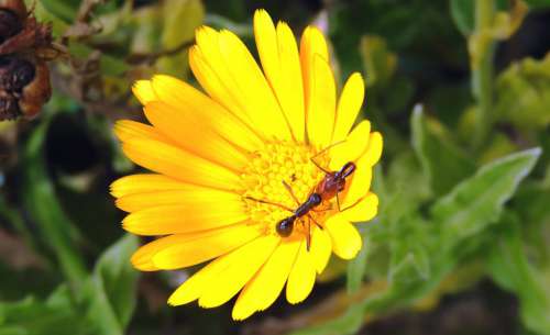 Garden Flower Insect Ant Colombia