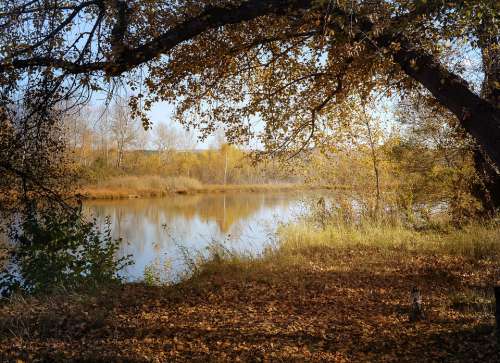 Landscape Autumn Trail Forest Nature Tree