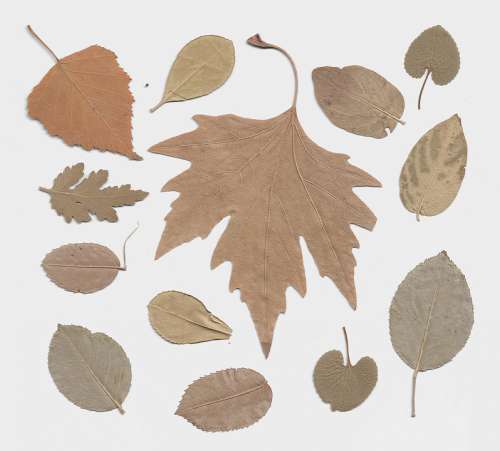 Autumn Leaf Herbarium Dry Brown Tree Nature Mood