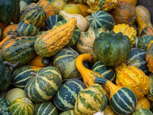 Gourd Autumn Thanksgiving Decoration Harvest