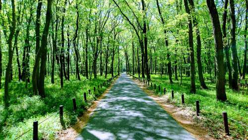 Nature Forest Sunlight