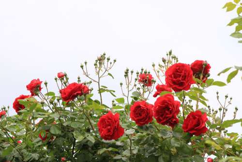Roses Red Nature Plant Flower Love Leaves