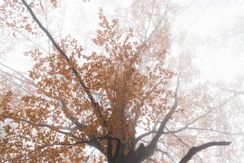 Forest Tree The Fog Autumn Foliage Colored Nature