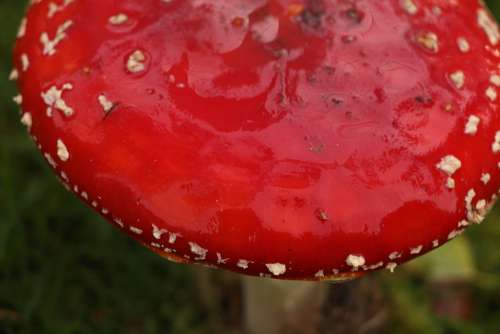Red Fly Agaric Nature Toxic Forest Autumn Spotted