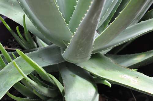 Aloe Vera Plant Cuttings