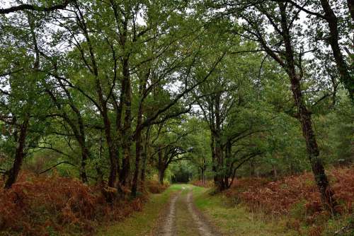 Path Green Trees Wood Nature Landscape