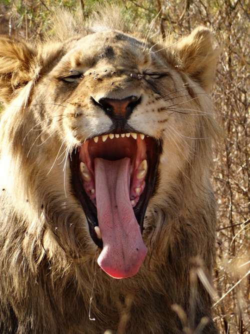 Lion'S Whelp Lion Big Cat Cat Wild Animal World