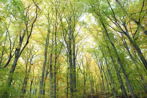 Forest Trees Mood Light Mystical Sunlight Leaves