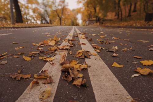 Road Autumn Leaves Yellow Foliage Moscow