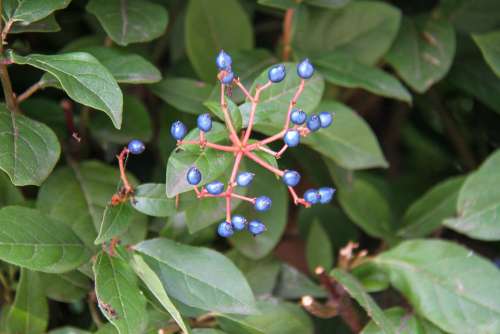 Fall Garden Nature Shrub Bay Viburnum