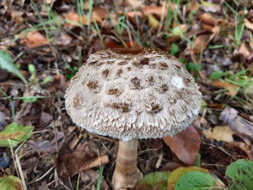 Mushroom Autumn Nature Close Up Collect