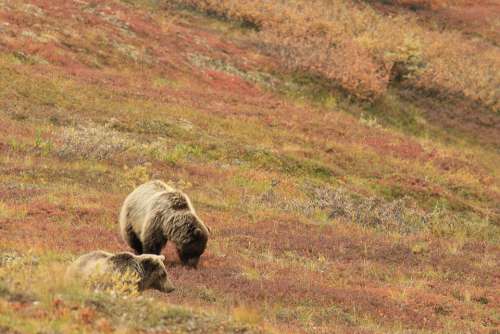 Bears Mother Cub Grizzly Alaska Field Orange