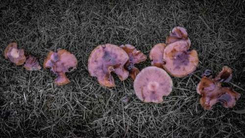 Mushroom Fungus Garden October Nature Autumn