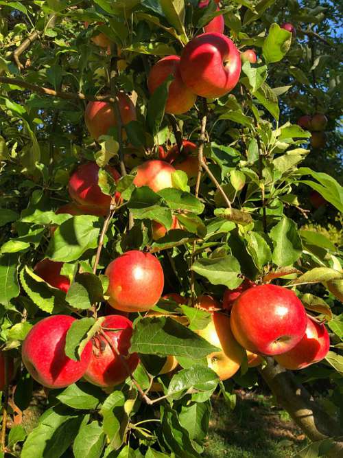 Autumn Apple Fruit Harvest Fresh Healthy Vitamins
