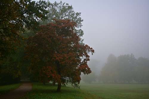 Park Fog Morning Autumn Landscape Trees