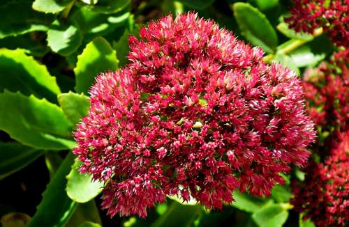 Sedum Flower Blooming Autumn Garden Nature Pink