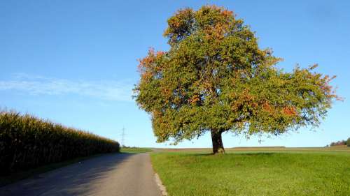 Nature Landscape Autumn Tree Leaves Sky Road