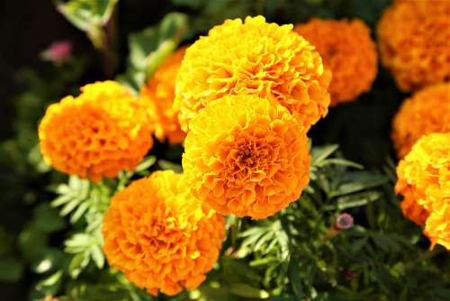 Flowers Yellow Nature Plant Blooming Beautiful