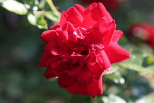 Rose Red Rose Red Plant Love Romantic Nature