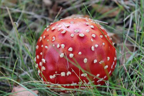 Fly Agaric Mushroom Toxic Red Beauty Autumn