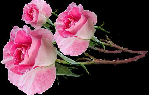 Flowers Pink Roses Bud Stems Fragrant Cut Out