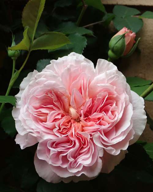 Flower Pink Rose David Austin Fragrant Spring