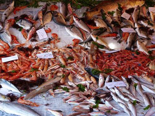 Fish Market Sicily Palermo Costs Sea Power Eat