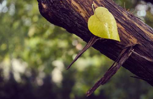 Sweetheart Heart Leaf Autumn Heart Shape Tree