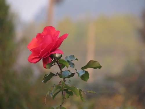 Rosa Flower Plant Nature