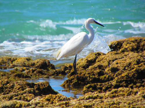 Ave Egret Bird Marina