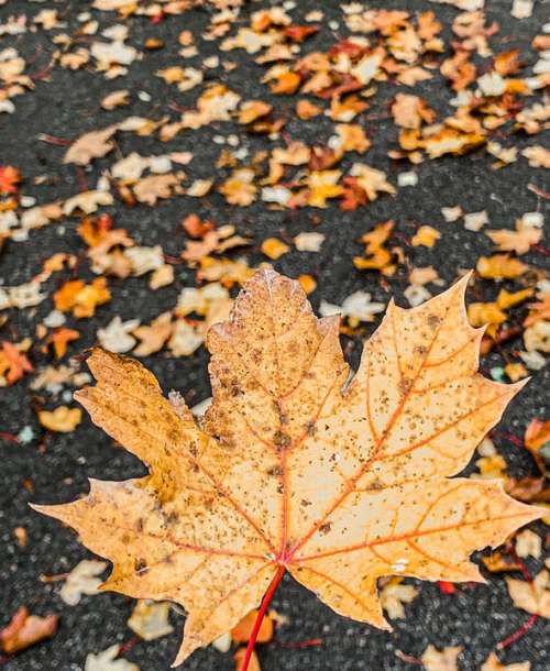 Autumn Feather Leaf Yellow Fall Nature September