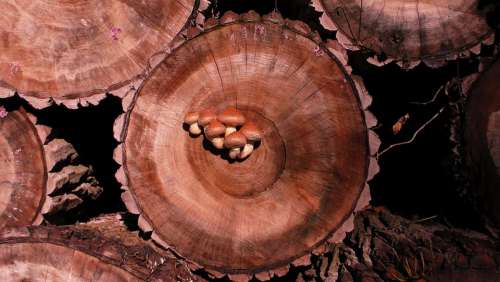 Mushroom Background Wood Tree Fungus Structure