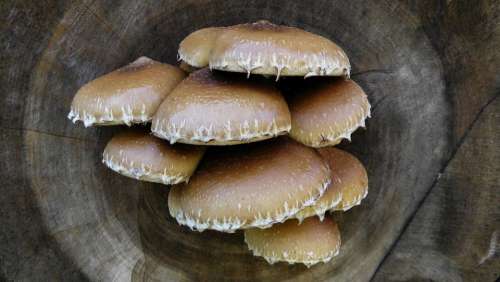 Mushroom Background Wood Tree Fungus Structure