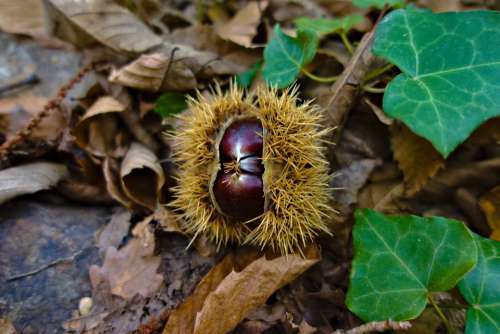 Chestnut Fall Nature Thorny Open