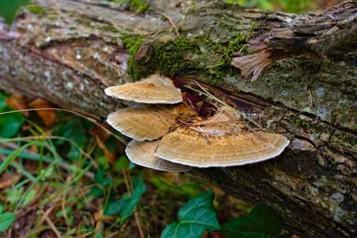 Fungus Wood Tree Nature