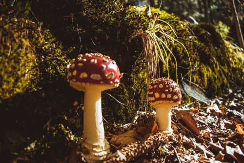 Mushrooms Fly Agaric Toxic Mushroom Forest Nature