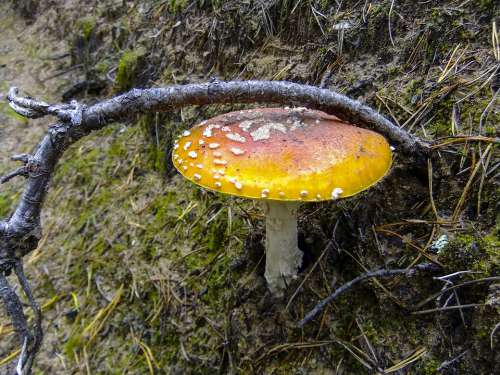 Amanita Mushroom Yellow Toxic Spotted Autumn