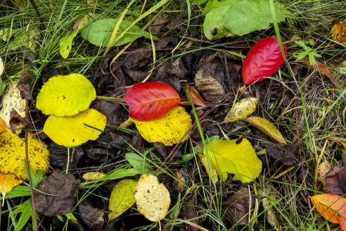 Leaves Autumn Red Yellow Green Colorful October