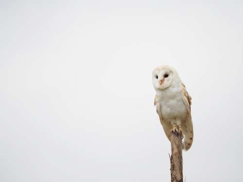 Bird Animal Owl Barn Owl Wings Beak Feather