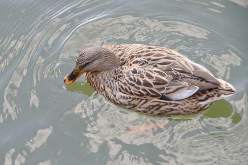 Duck Volatile Water Bird Nature Lake Pond