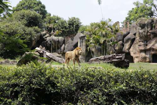 Lion Cat Africa Animal Predator Male Zoo Mane