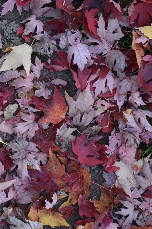 Fall Trees Red Orange Autumn Summer Colorful