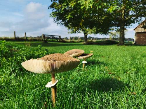 Mushroom Autumn Plants Landscape Grass Season